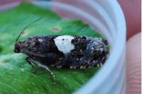 Epiblema sticticana