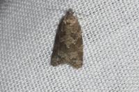 Cnephasia