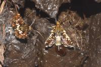 Thyris fenestrella