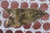 Celypha lacunana