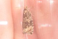Celypha lacunana