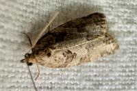 Cnephasia