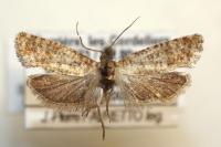 Rhyacionia miniatana