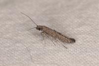 Ochromolopis staintonellus