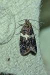Olindia schumacherana