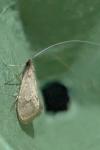 Nematopogon metaxella