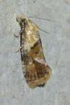 Cochylidia rupicola