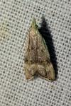Anasphaltis renigerellus