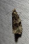 Orthotaenia undulana