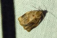 Archips rosana
