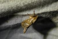 Korscheltellus lupulinus
