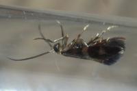 Micropterix aglaella