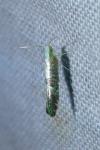 Argyresthia spinosella