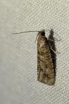 Rhyacionia pinivorana/miniatana