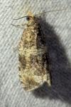 Orthotaenia undulana