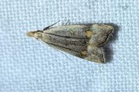 Anasphaltis renigerellus