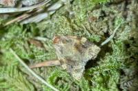 Archips xylosteana