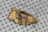 Pandemis cerasana