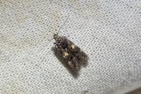 Teleiodes flavimaculella