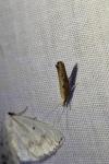 Ypsolopha falcella