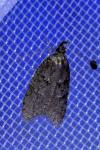 Luquetia lobella