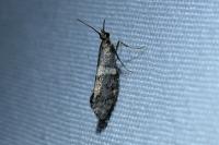 Eidophasia messingiella