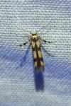 Stathmopoda pedella