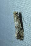 Morophaga choragella