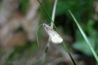 Nematopogon