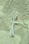 Pterophorus pentadactylus
