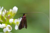 Cauchas rufimitrella