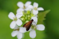 Cauchas rufimitrella