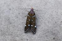 Argolamprotes micella