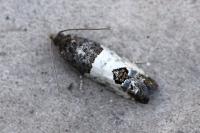 Spilonota ocellana