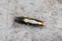 Monopis obviella