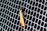 Coleophora