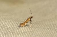 Aspilapteryx limosella