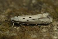 Ethmia terminella