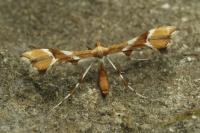 Cnaemidophorus rhododactylus