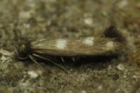 Scythris scopolella