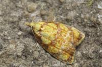 Acleris bergmanniana