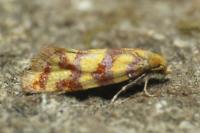 Aethes rutilana