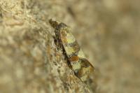 Aethes tesserana