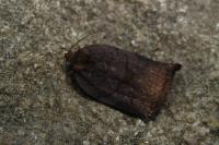 Archips podana