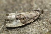 Hedya nubiferana