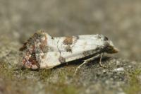 Neocochylis hybridella