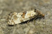 Neocochylis molliculana