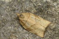 Pandemis cerasana