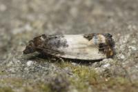 Spilonota ocellana