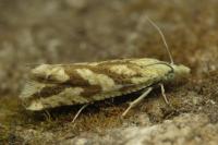 Thiodia citrana
